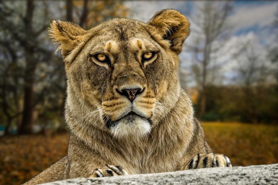 Nature Fauna Animal