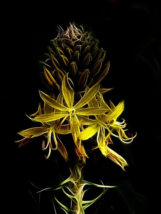 fractalius junker lily yellow flower