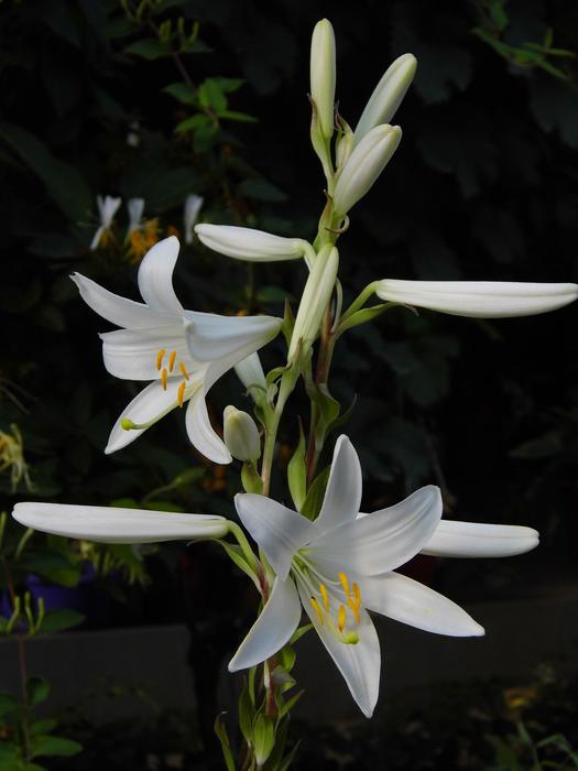 Lily Lilium Flower White