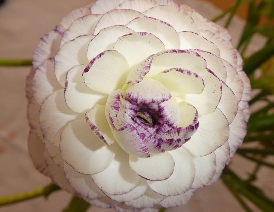 Blossom Bloom Flower