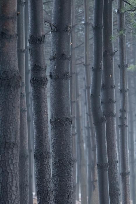 Wood Park Forest