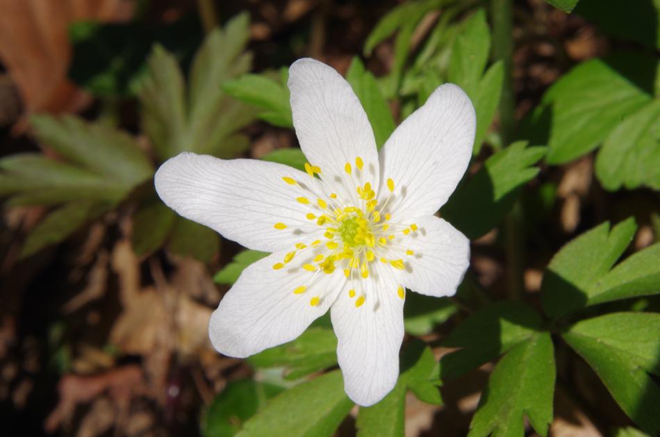 Flower White