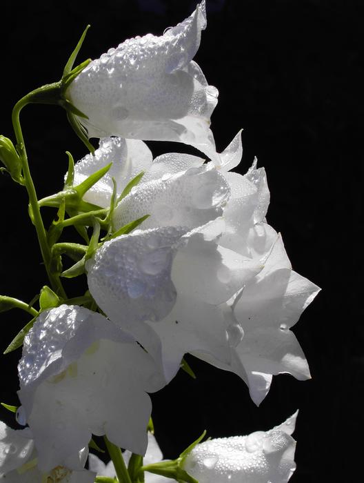 Flower Bellflower Morgentau