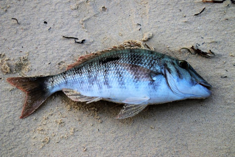 Fish Sea Nature