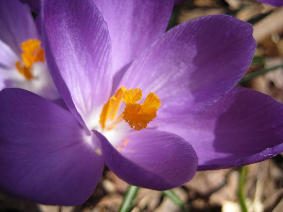 Nature Flower Flora