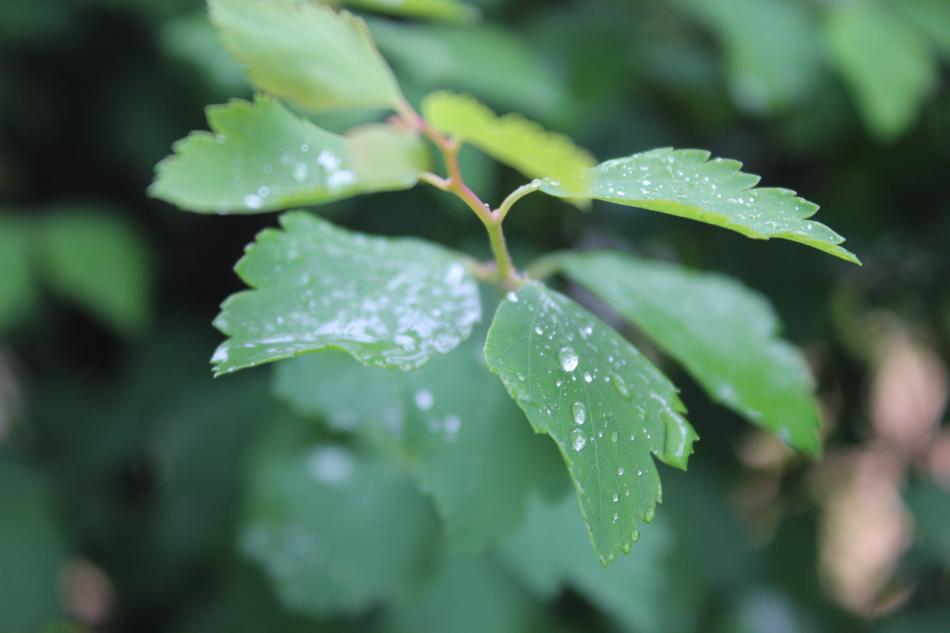 Leaf Rain Raindrop Drop Of
