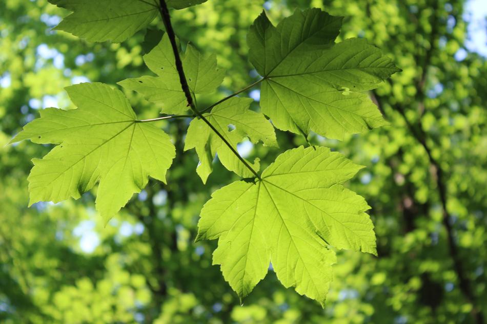 lovely leaves in the sunlight