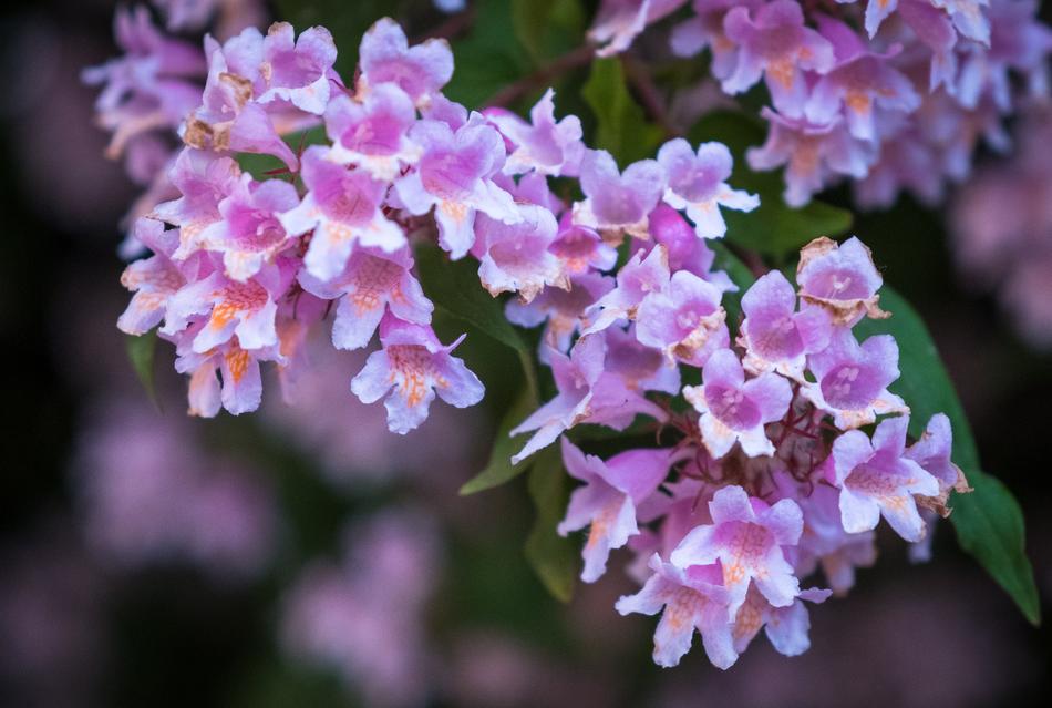 Flowers Pink White