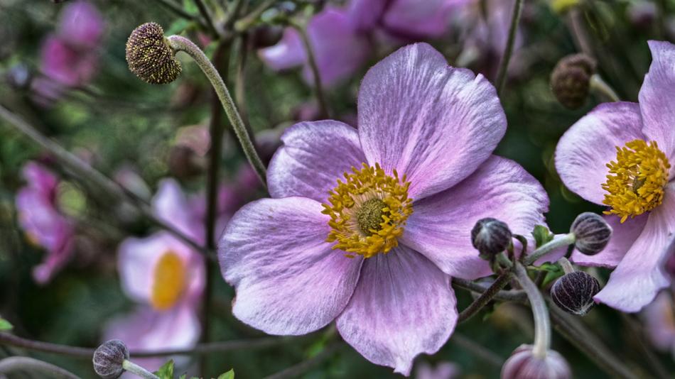 Flower Nature Plant