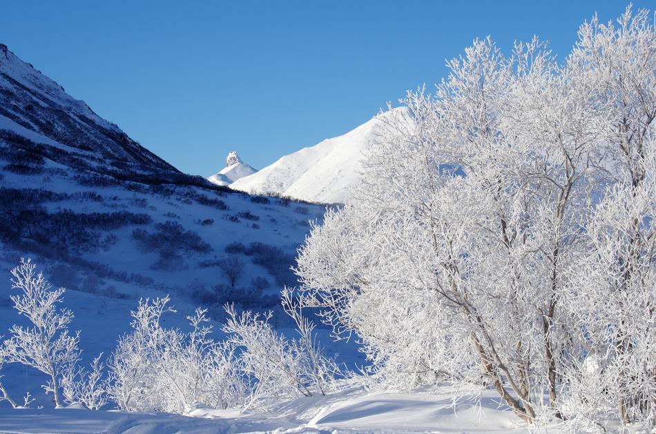 snowy cityscape with trees