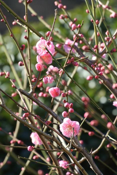 Flowers Plant Branch