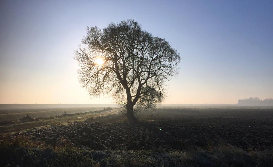 Cold Morning Fens