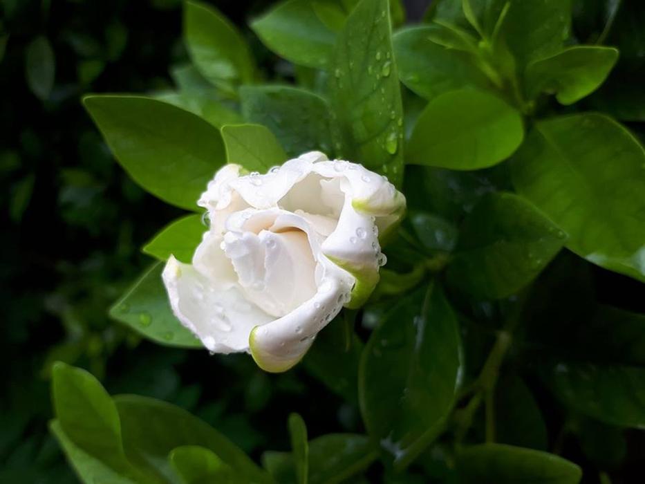 Flora Leaf Nature