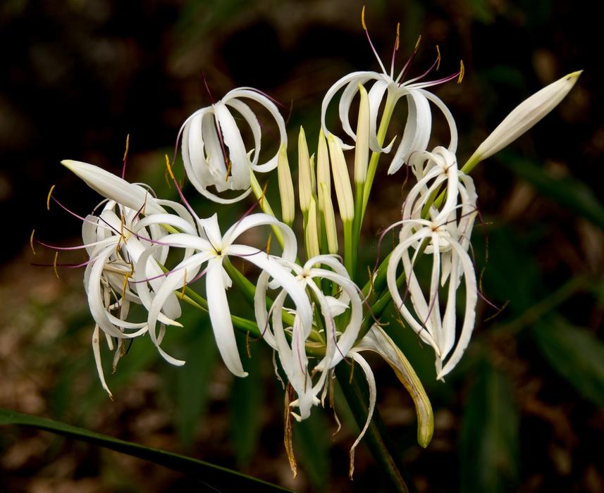 River Lily Swamp Crinum