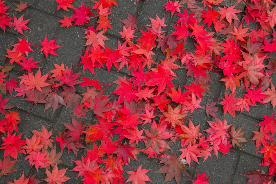 Maple Leaf Autumn Leaves