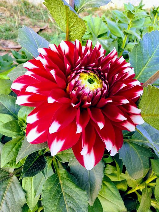 Flora Nature Flower