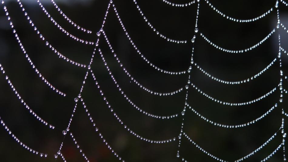 Web Spider Drops Of Water Arachnid