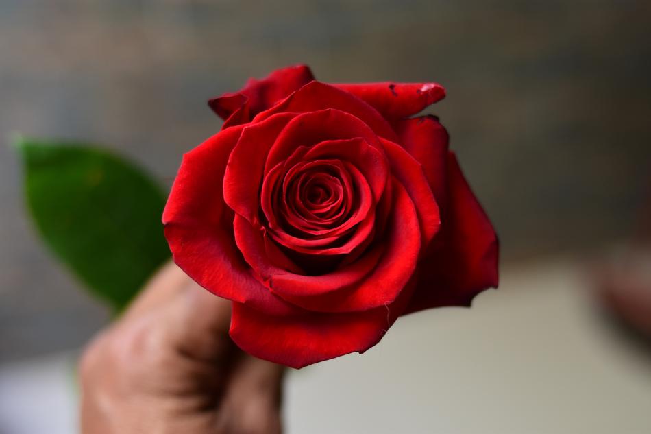 Rosa Flower Petal