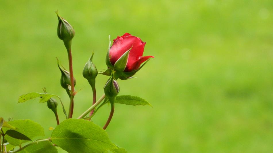 Rose Red Bush Flowering