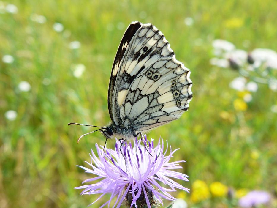 Nature Insect Butterfly Day
