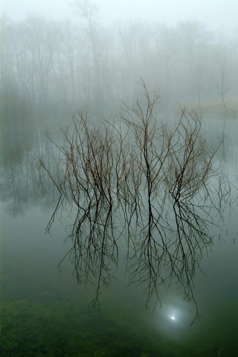 Nature Reflection Tree