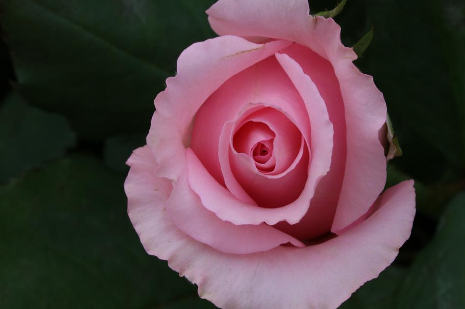 Rose Flowers Beautiful