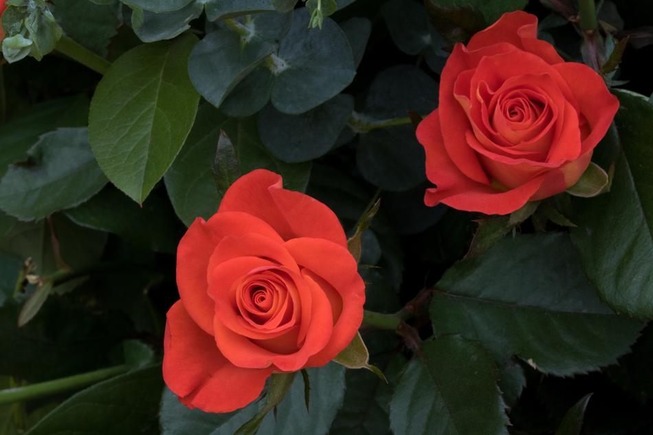 two red roses on a green bush