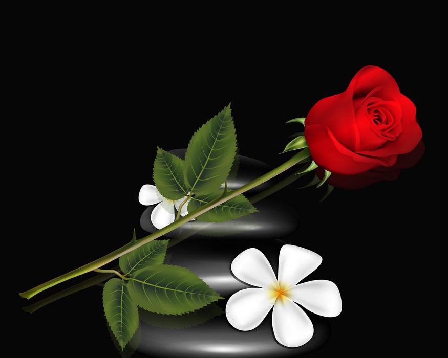 one red rose with a white flower on a black background