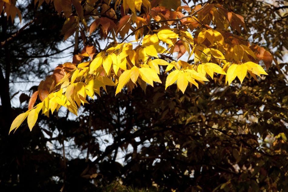 Autumn Leaves Maple