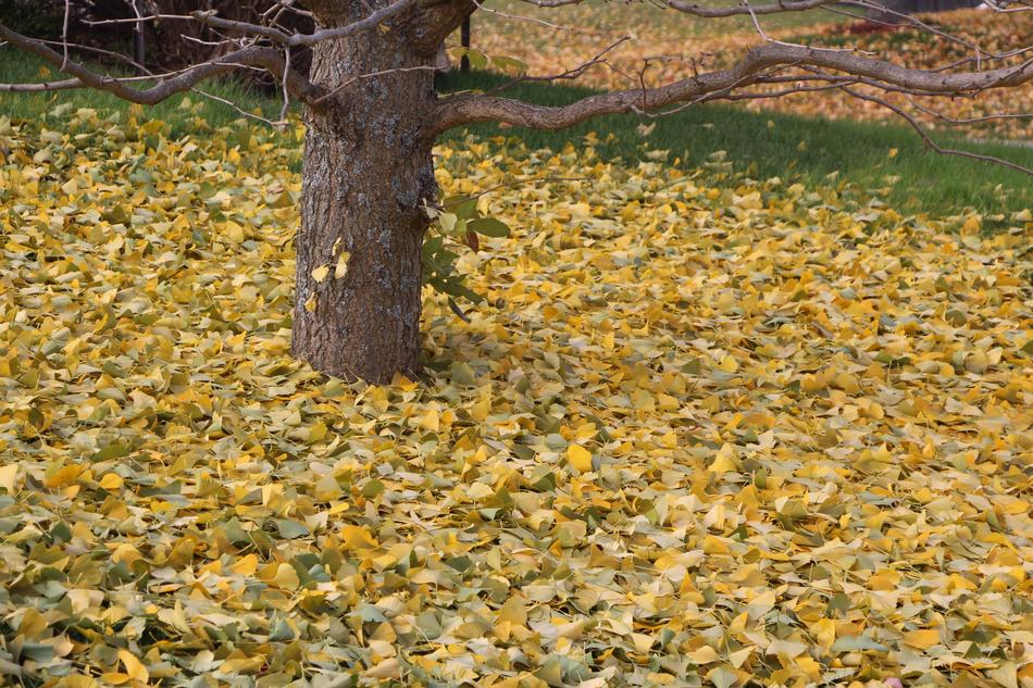 Nature Fall Leaf