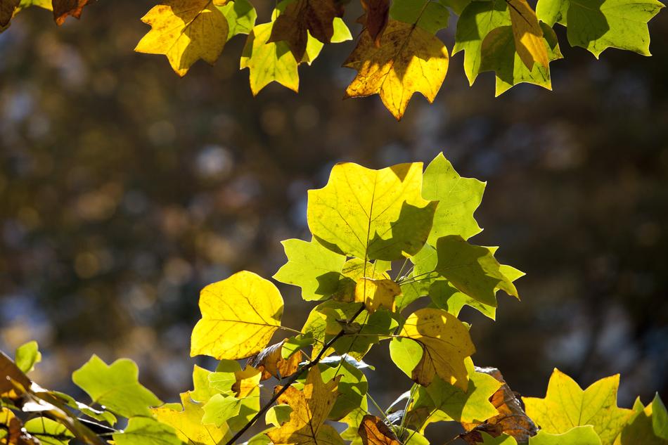Autumn Leaves Maple