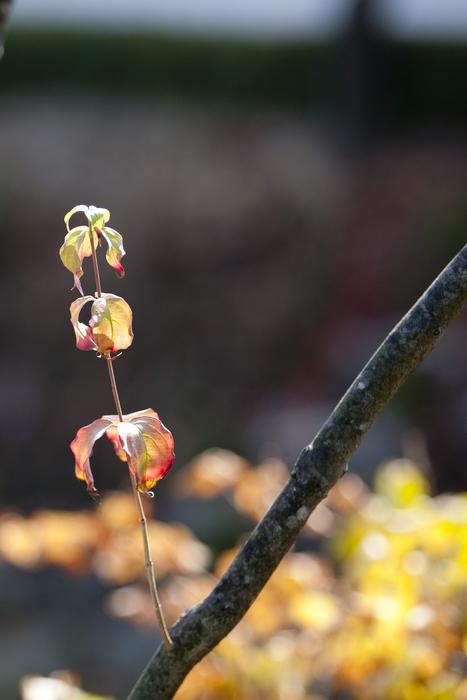 Autumn Leaves Maple
