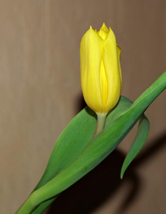 Flower Tulip Yellow