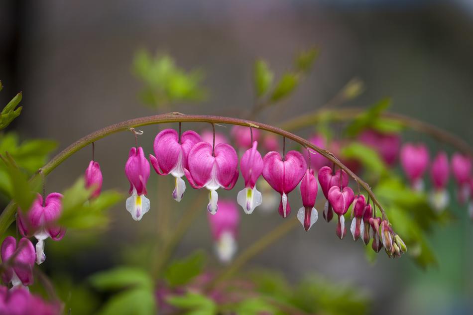 Nature Flowers Plants