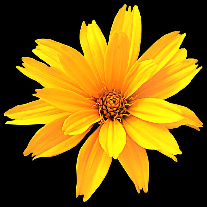Flower Nature Plant