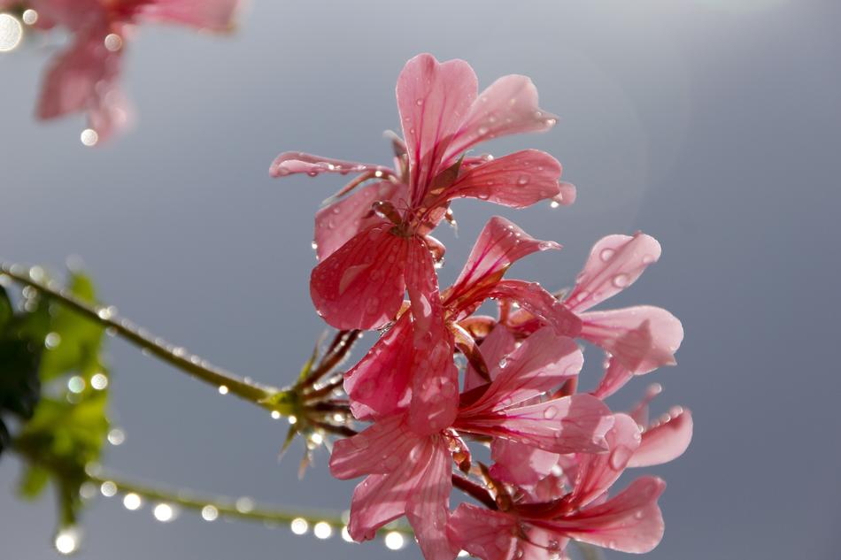 Geranium Flower Red