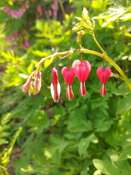 Nature Leaf Plants