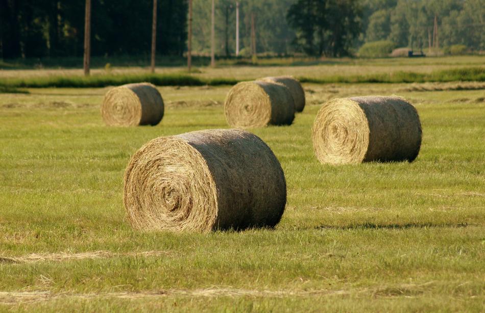 Hay Bales Landscape