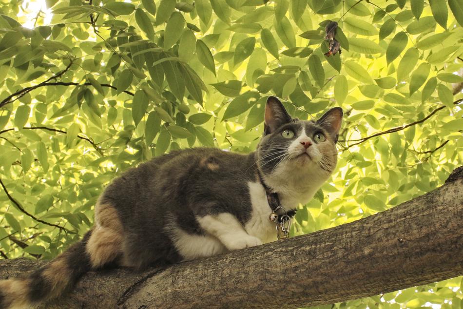 Nature Animal Cat