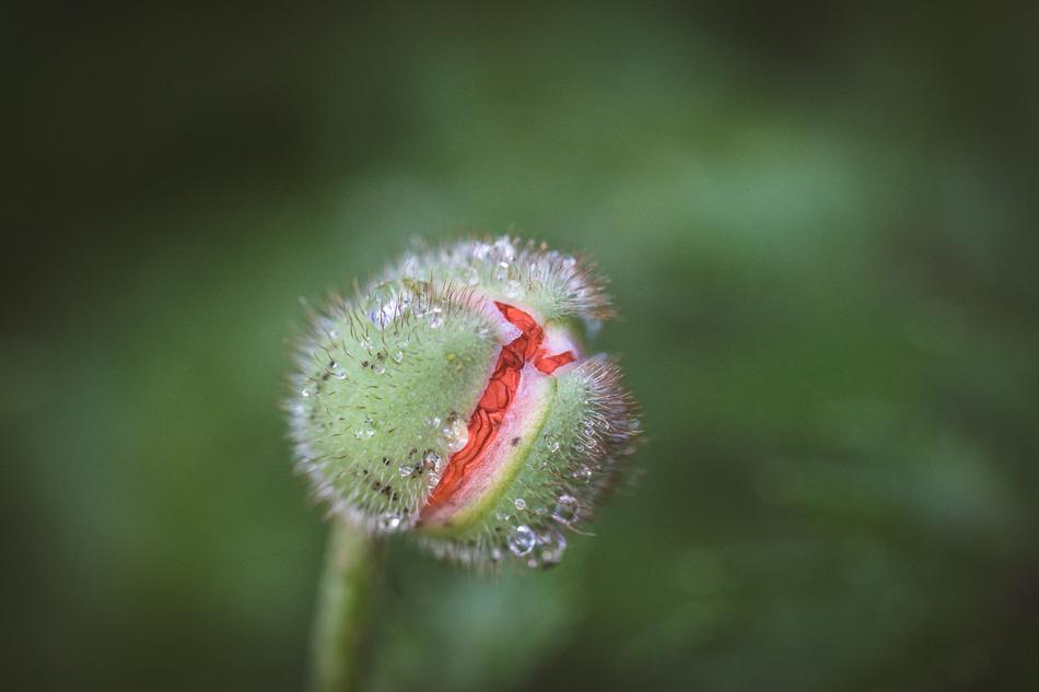 Poppy Flower Opium