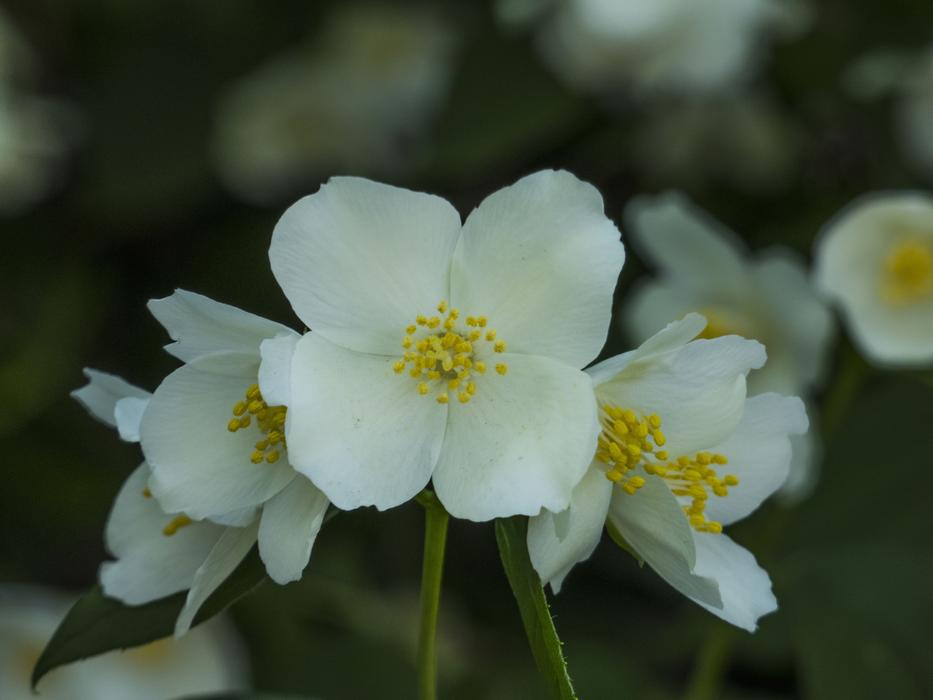 Jasmine Flowers Bush Beautiful