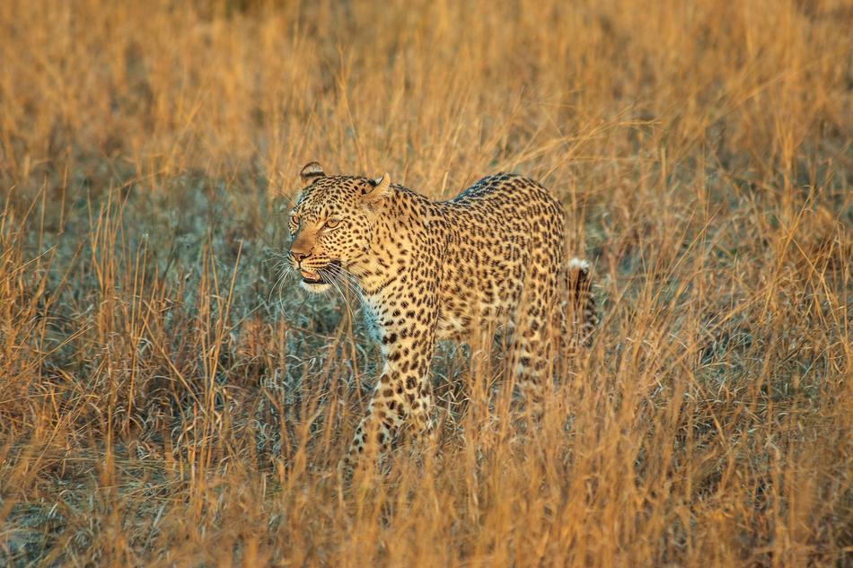 Leopard Africa Botswana