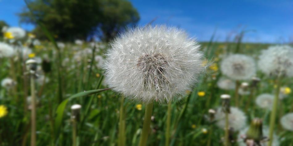 Dandelion Flower Meadow