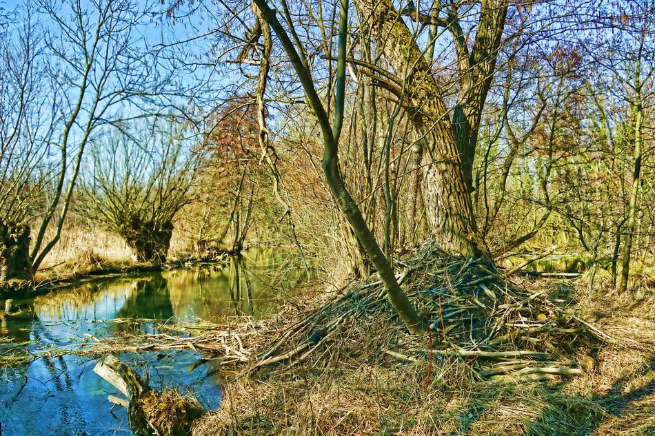 Nature River Beaver Castle