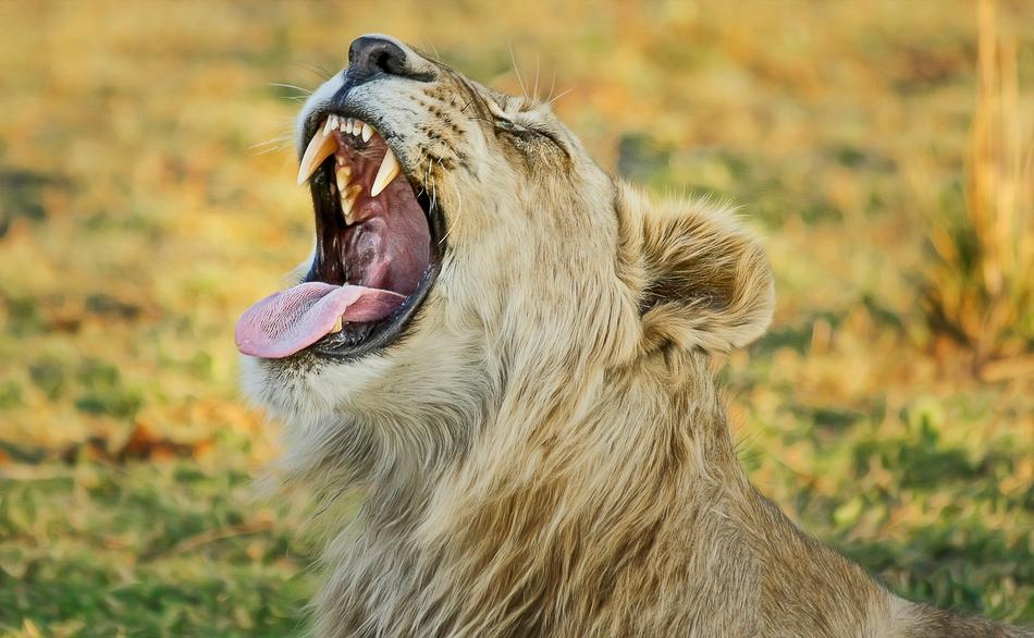 Lion Safari Africa
