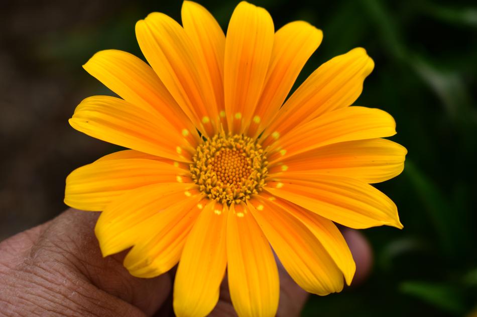 Nature Flower Plant