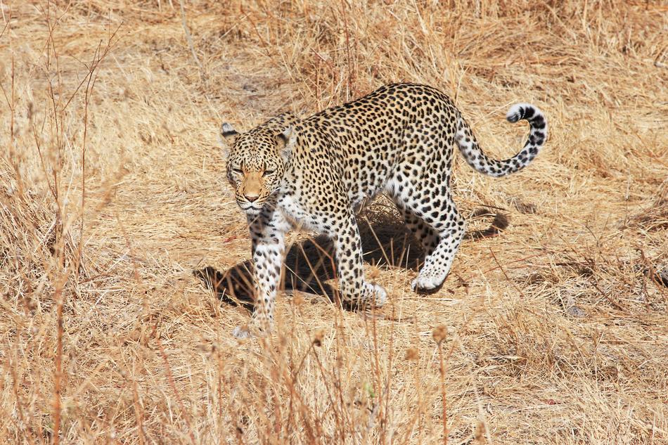 Leopard Africa Safari