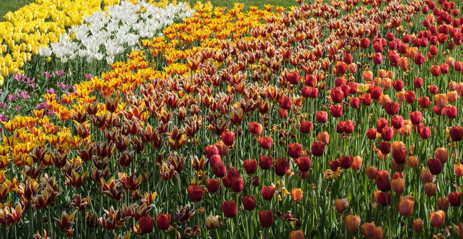 Flower Tulips Tulip Field