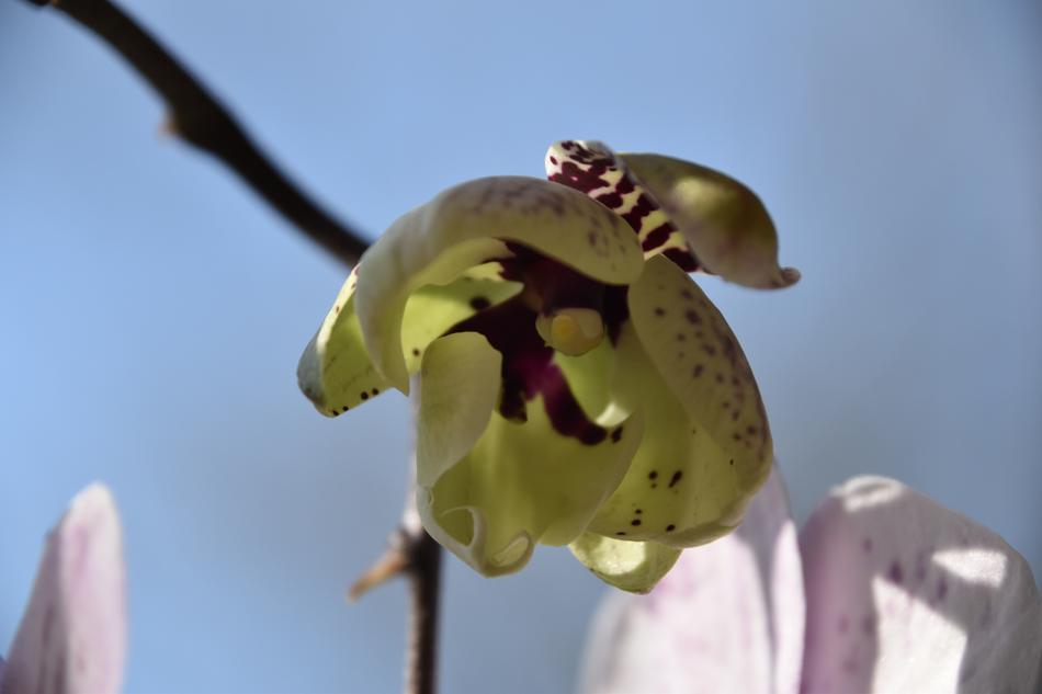 Flower Bud Orchid
