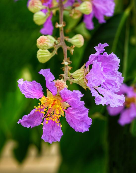 Crepe Myrtle Pride Of India